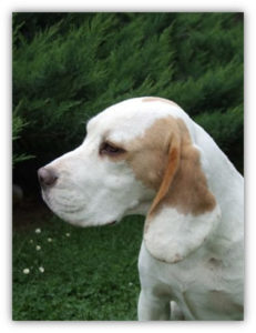 Beagle Zucht Brigitta Erhart Beagle Fenimores Amazing Amber 