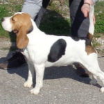 Beagle Zucht Brigitta Erhart Beagle Franca Sammys Tocher 1