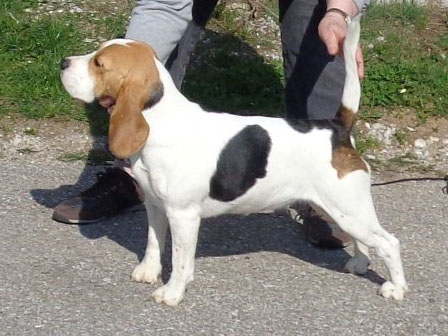 Beagle Zucht Brigitta Erhart Beagle Franca Sammys Tocher 1