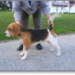 Beagle-Zucht-Brigitta-Erhart-beagle-Liz-Lukiers-tocher-1