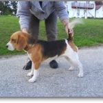 Beagle Zucht Brigitta Erhart Beagle Liz Lukiers Tocher 1