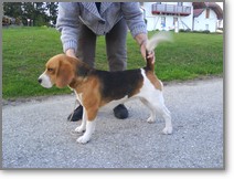 Beagle Zucht Brigitta Erhart Beagle Liz Lukiers Tocher 1