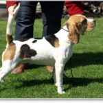 Beagle Zucht Brigitta Erhart Beagle Mona Carmelots Tochter 1