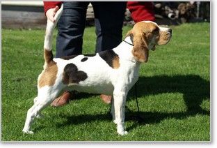 Beagle Zucht Brigitta Erhart Beagle Mona Carmelots Tochter 1