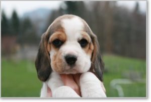 Beagle Zucht Brigitta Erhart Beagle Mona Carmelots Tochter 2