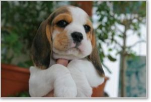 Beagle Zucht Brigitta Erhart Beagle Mona Carmelots Tochter 3