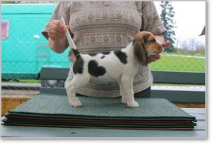 Beagle Zucht Brigitta Erhart Beagle Mona Carmelots Tochter 4