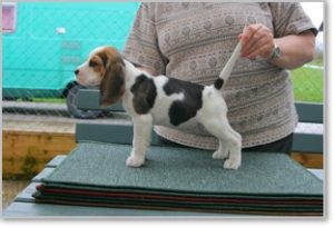 Beagle Zucht Brigitta Erhart Beagle Mona Carmelots Tochter 5