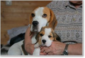 Beagle Zucht Brigitta Erhart Beagle Mona Carmelots Tochter 6