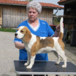 Beagle Zucht Brigitta Erhart Beagle Sopwith Camels Tinker Bell 1