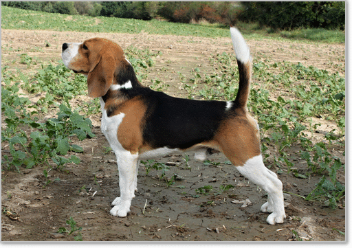 Beagle Zucht Brigitta Erhart Beagle