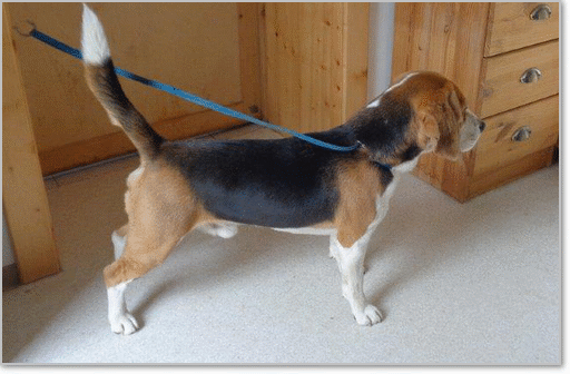 Beagle Zucht Brigitta Erhart Deckrüde Ursus Weinlinie 1