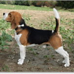 Beagle Zucht Brigitta Erhart Deckrüde Flor Decana Tergyan 02