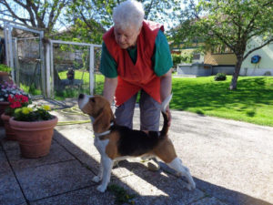 Beagle Zucht Brigitta Erhart Deckrüde Flor Decana Tergyan 3