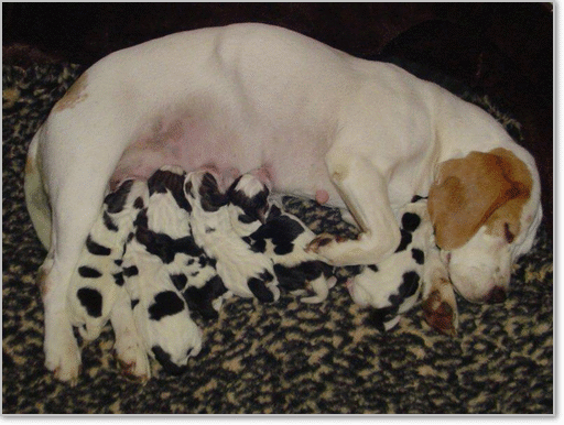 Beagle Zucht Brigitta Erhart Fütterung