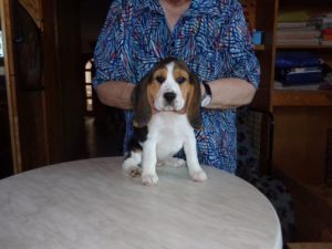 Beagle Zucht Oesterreich Brigitta Erhart Wurf A 5 Aaron 2