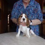 Beagle Zucht Oesterreich Brigitta Erhart Wurf A 5 Archie