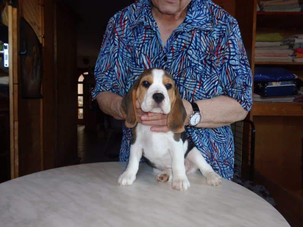 Beagle Zucht Oesterreich Brigitta Erhart Wurf A 5 Archie