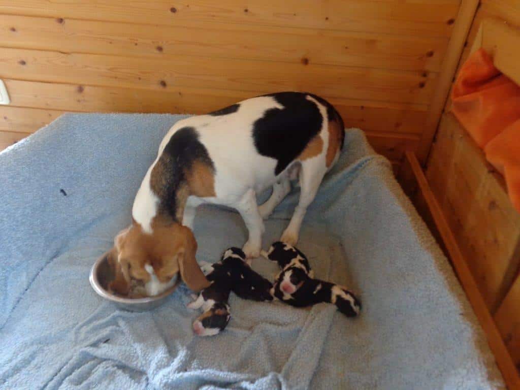 Beagle Zucht Oesterreich Brigitta Erhart Wurf A 5