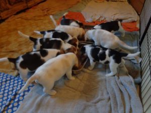 Beagle Zucht Oesterreich Brigitta Erhart Wurf B 5 3