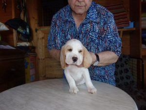 Beagle Zucht Oesterreich Brigitta Erhart Wurf B 5 Baron Eddie 2