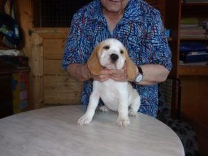 Beagle Zucht Oesterreich Brigitta Erhart Wurf B 5 Baxter (2)