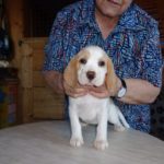 Beagle Zucht Oesterreich Brigitta Erhart Wurf B 5 Belana (2)