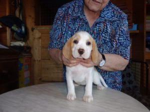 Beagle Zucht Oesterreich Brigitta Erhart Wurf B 5 Belana (2)