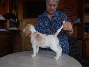 Beagle Zucht Oesterreich Brigitta Erhart Wurf B 5 Belana