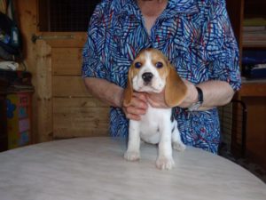 Beagle Zucht Oesterreich Brigitta Erhart Wurf B 5 Bella (2)