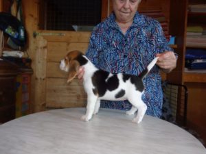 Beagle Zucht Oesterreich Brigitta Erhart Wurf B 5 Bella