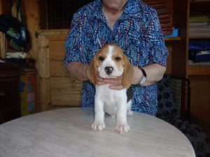 Beagle Zucht Oesterreich Brigitta Erhart Wurf B 5 Benjamin 2