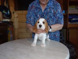 Beagle Zucht Oesterreich Brigitta Erhart Wurf B 5 Bijou (2)