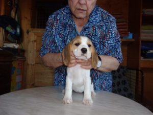 Beagle Zucht Oesterreich Brigitta Erhart Wurf B 5 Blanche (2)