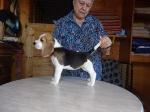 Beagle Zucht Oesterreich Brigitta Erhart Wurf B 5 Blanche