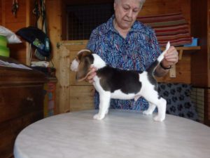 Beagle Zucht Oesterreich Brigitta Erhart Wurf B 5 Bosco