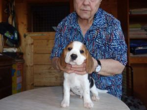 Beagle Zucht Oesterreich Brigitta Erhart Wurf B 5 Buddy