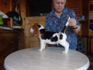 Beagle Zucht Oesterreich Brigitta Erhart Wurf B 5 Buddy 2