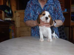 Beagle Zucht Oesterreich Brigitta Erhart Wurf B 5bosco 2