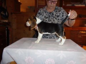 Beagle Zucht Oesterreich Brigitta Erhart Wurf C 5 Cara