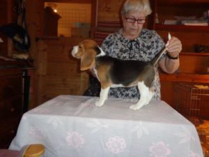 Beagle Zucht Oesterreich Brigitta Erhart Wurf D 5 Daisy