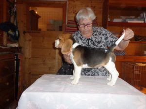 Beagle Zucht Oesterreich Brigitta Erhart Wurf D 5 Dexter