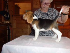 Beagle Zucht Oesterreich Brigitta Erhart Wurf D 5 Dinka