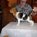 Beagle Zucht Oesterreich Brigitta Erhart Wurf D 5 Dorie