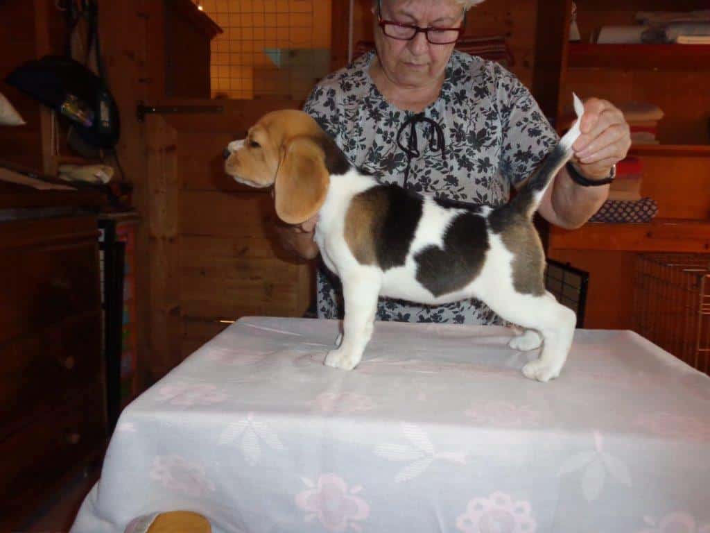 Beagle Zucht Oesterreich Brigitta Erhart Wurf D 5 Dorie