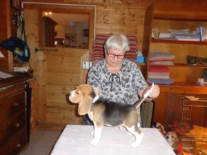 Beagle Zucht Oesterreich Brigitta Erhart Wurf D 5 Dusty