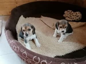 Beagle Zucht Oesterreich Brigitta Erhart Wurf F 5 2