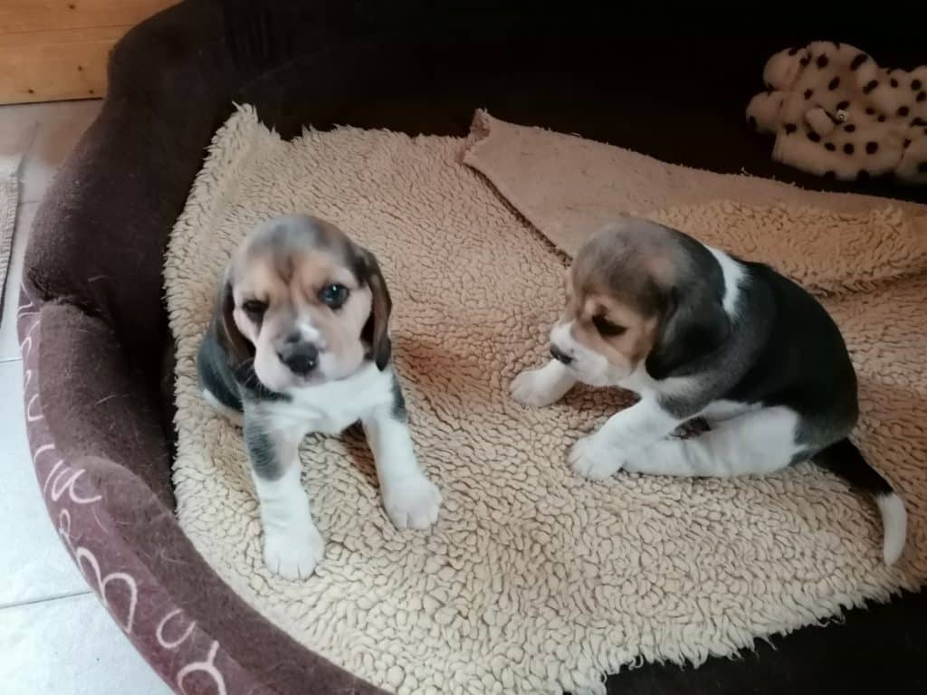 Beagle Zucht Oesterreich Brigitta Erhart Wurf F 5 3