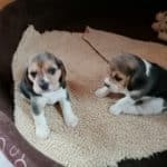 Beagle Zucht Oesterreich Brigitta Erhart Wurf F 5 3