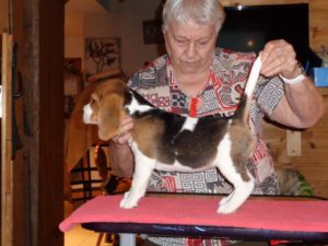 Beagle Zucht Oesterreich Brigitta Erhart Wurf G 5 Gipsy